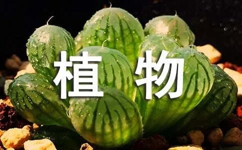 名人写的植物的现代诗