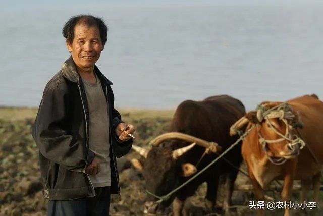 农村耕地出租多少钱一亩?直补归谁?