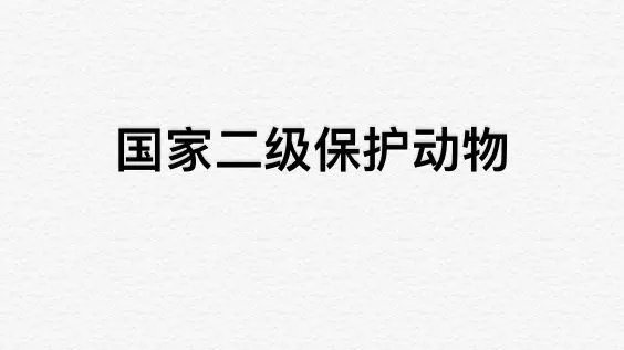 浙江丽水拍到的四不像,为何被称为国家二级重点保护动物?