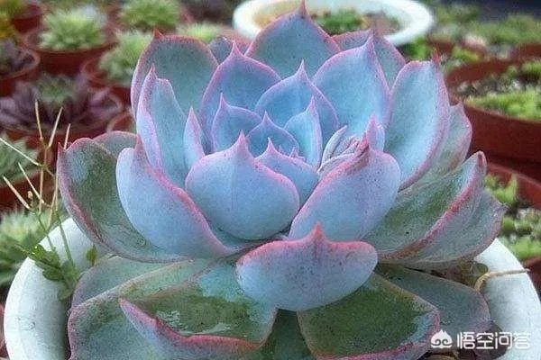 给多肉浇水的秘诀是什么?