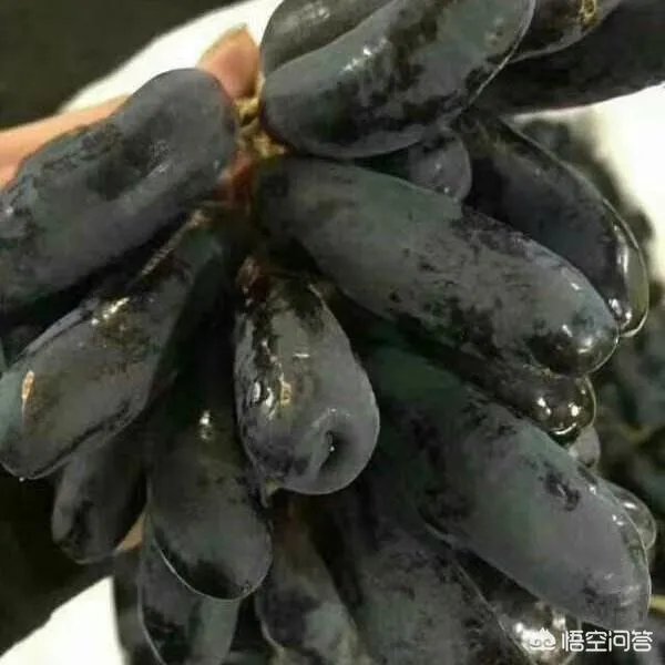 蓝宝石葡萄苗多少钱一棵?