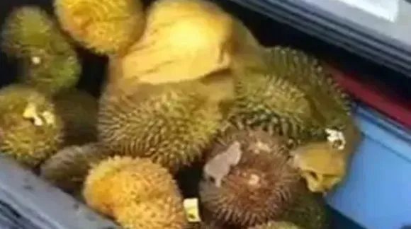 哄抢榴莲村民食物中毒,榴莲是如何散落的?