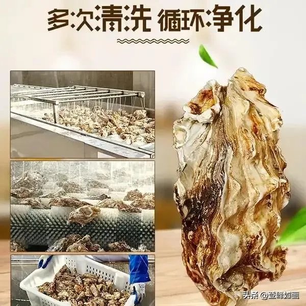什么是最好的乳山牡蛎？