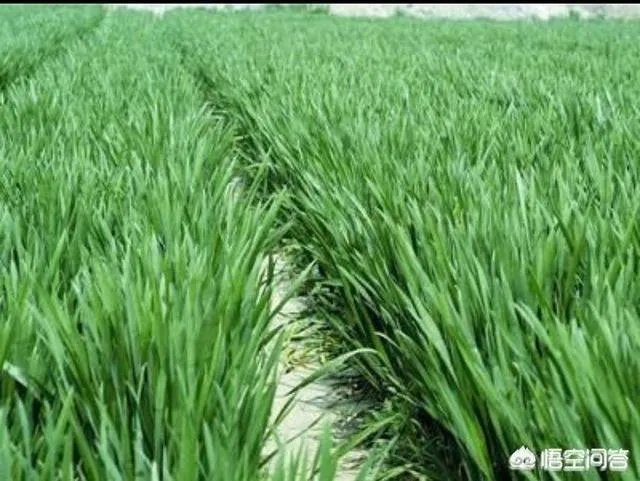农村耕地出租多少钱一亩?直补归谁?