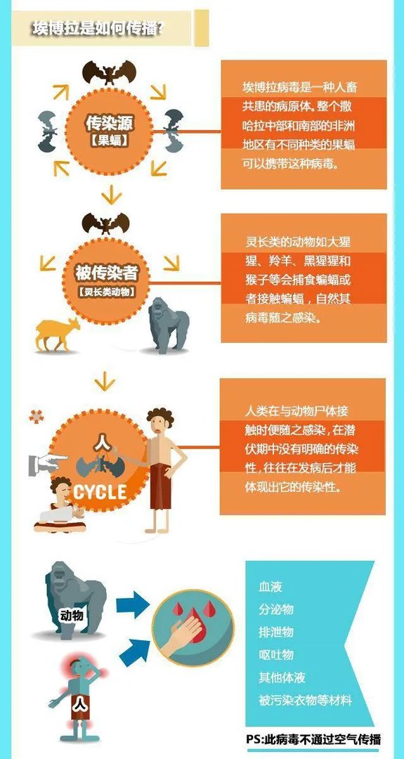 全球卫生紧急事件?一图看懂:90%致死率的“埃博拉”到底是什么
