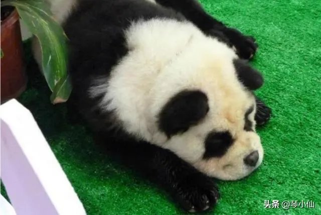 被染色成熊猫的狗,真的更“可爱”吗?
