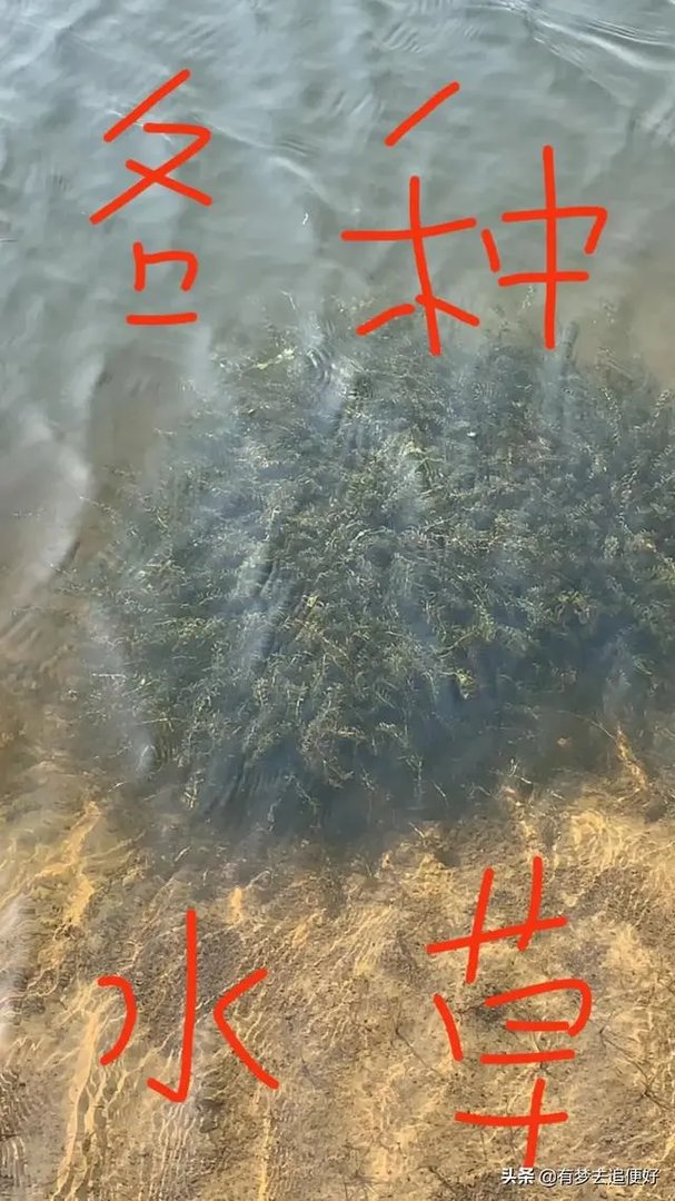 养殖小龙虾,水质该如何管理,日常管理要注意什么?