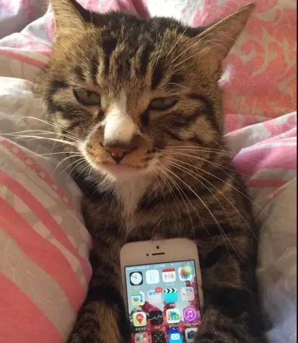 你家的猫做过哪些不可思议的事?