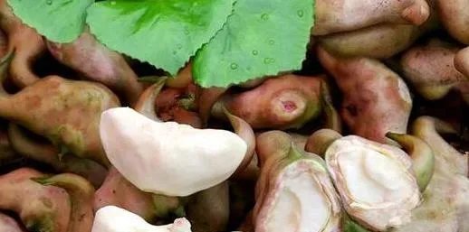 怎样剥菱肉?