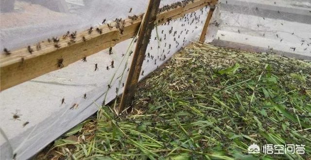 现在看到农村很多大棚饲养蝗虫的,效益咋样?