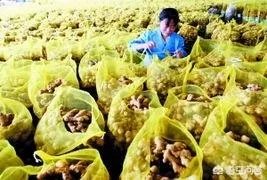 2018年的大蒜到底是会涨价还是会掉价?