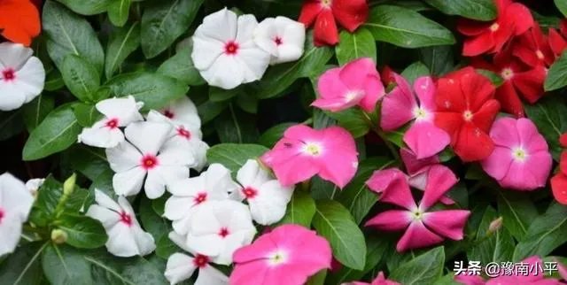 长春花怎么摘心?