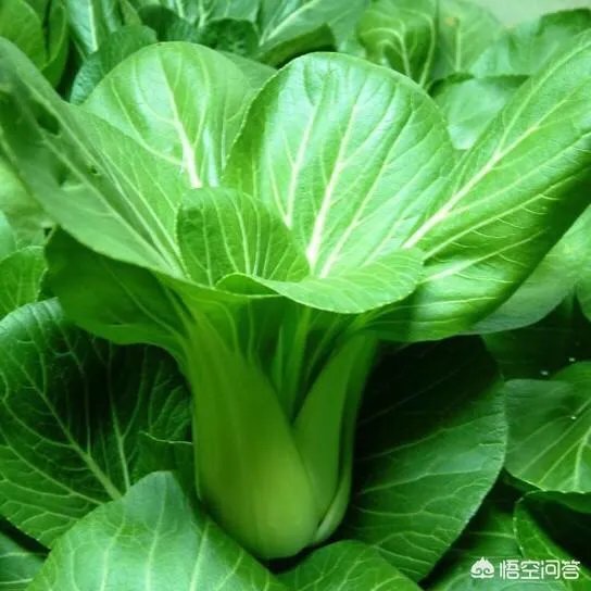 有机农业到底应该怎么做?市场上有几个农产品,是真正达到有机农产品的标准呢?