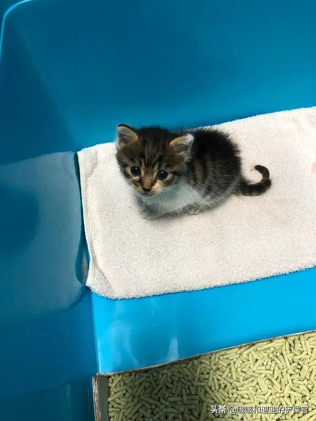 奶猫是不是吃了睡睡了吃?一天要睡多长时间?