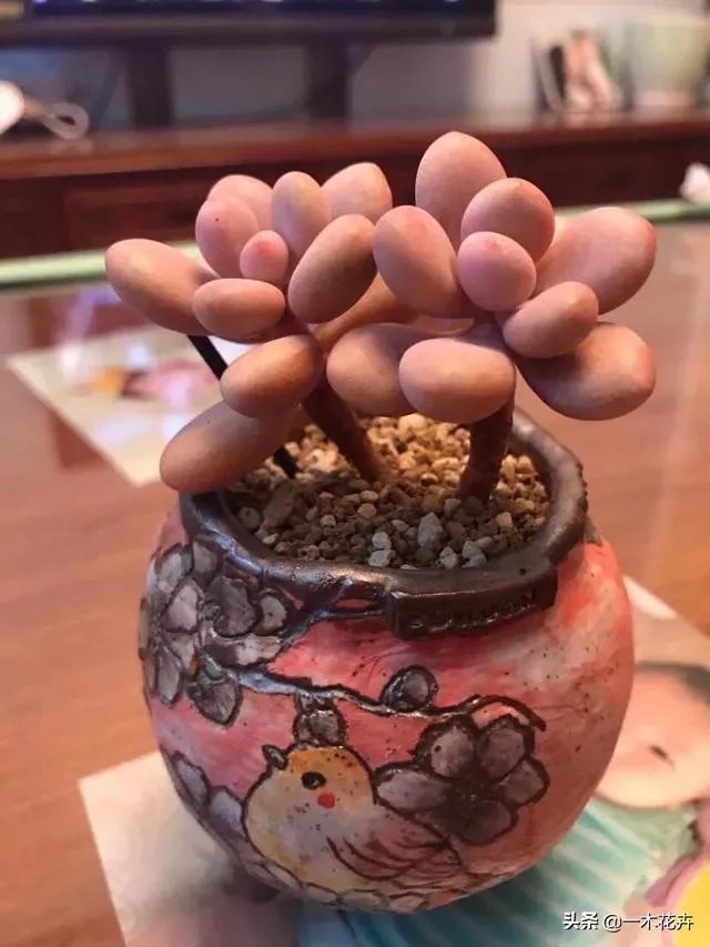 给多肉浇水的秘诀是什么?