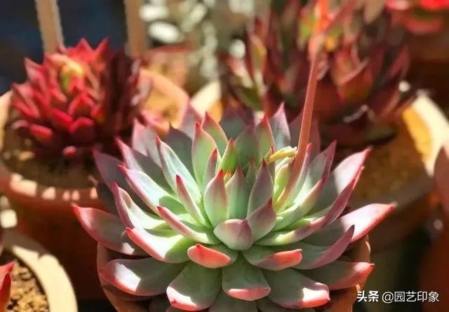 给多肉浇水的秘诀是什么?