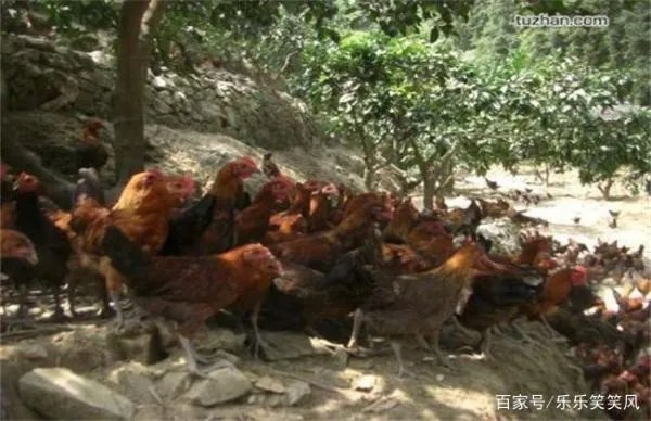 林地养鸡有什么好处吗?