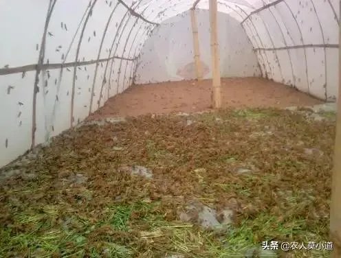 现在看到农村很多大棚饲养蝗虫的,效益咋样?