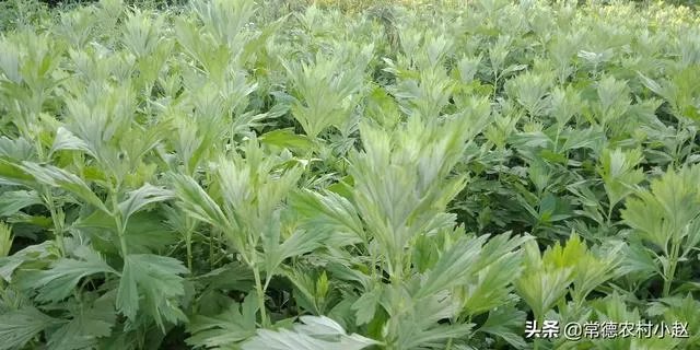 艾草是野生的好还是种植的好？