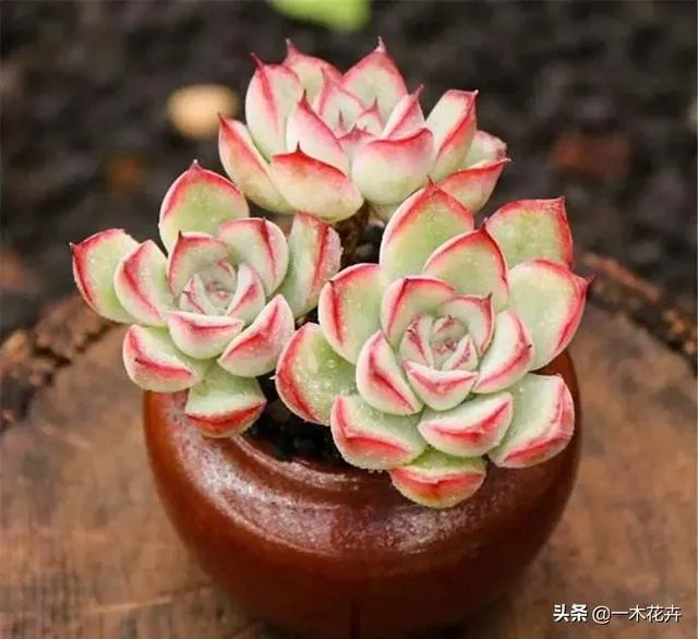 给多肉浇水的秘诀是什么?