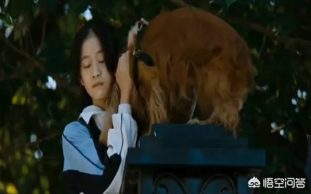 《狗十三》到底讲了什么?
