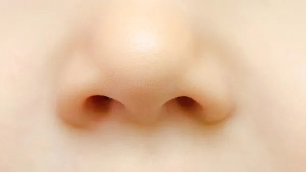 耳软骨垫鼻尖是永久的吗