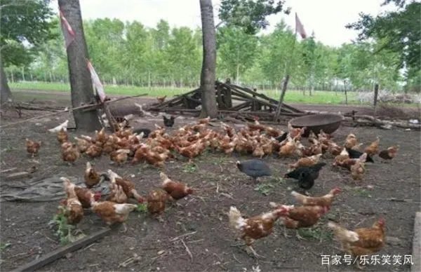林地养鸡有什么好处吗?