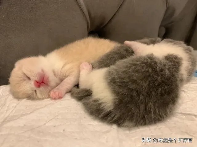 奶猫是不是吃了睡睡了吃?一天要睡多长时间?