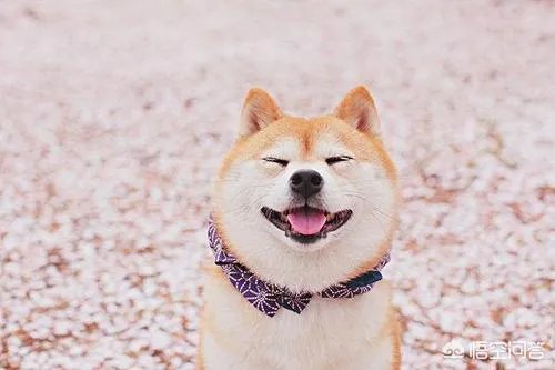 怎么从QQ头像看人的性格?