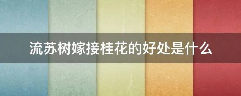 流苏树嫁接桂花的好处是什么