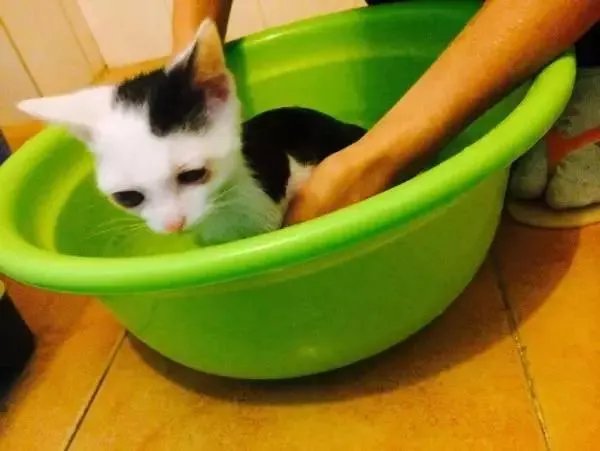 你家的猫做过哪些不可思议的事?