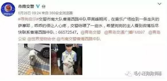 萨摩耶在交警队混吃混喝1个月把交警吃穷了,有这么夸张吗,萨摩耶有多能吃?