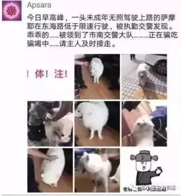 萨摩耶在交警队混吃混喝1个月把交警吃穷了,有这么夸张吗,萨摩耶有多能吃?