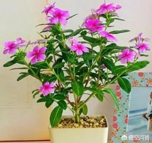 长春花怎么摘心?