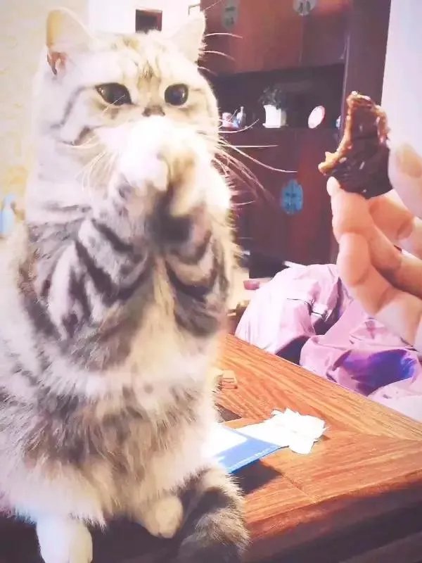 你家的猫做过哪些不可思议的事?