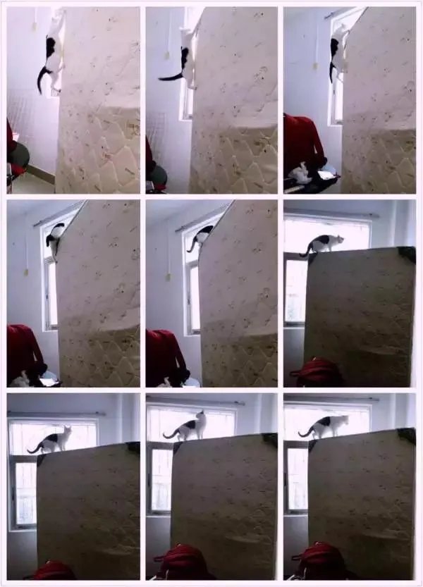 你家的猫做过哪些不可思议的事?