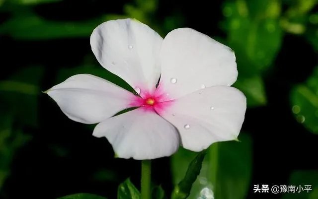 长春花怎么摘心?