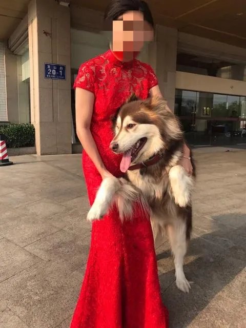 萨摩耶在交警队混吃混喝1个月把交警吃穷了,有这么夸张吗,萨摩耶有多能吃?
