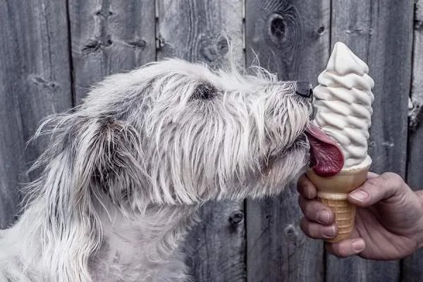狗狗趁主人睡觉开冰箱偷吃雪糕，对此你怎么看？