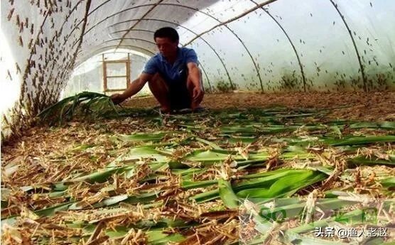 现在看到农村很多大棚饲养蝗虫的,效益咋样?