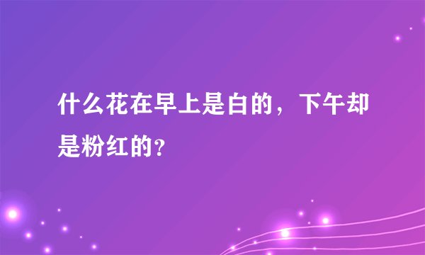 什么花在早上是白的，下午却是粉红的？