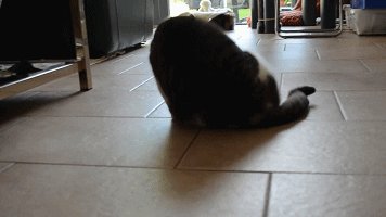 你家的猫做过哪些不可思议的事?