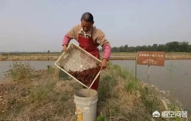 养殖小龙虾每亩投入3000元,亩产300斤算正常吗?该如何养殖?