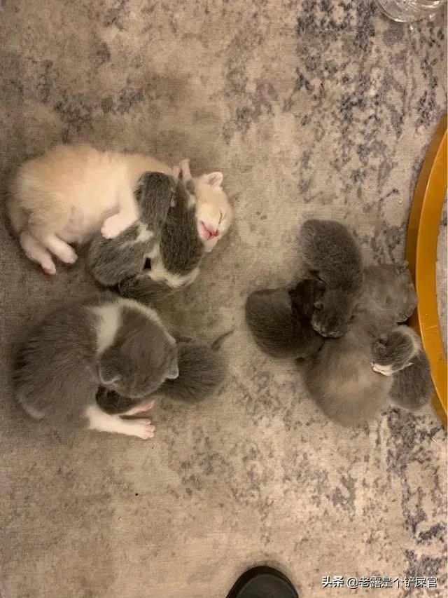 奶猫是不是吃了睡睡了吃？一天要睡多长时间？