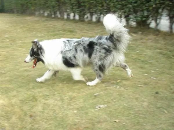 陨石边境牧羊犬