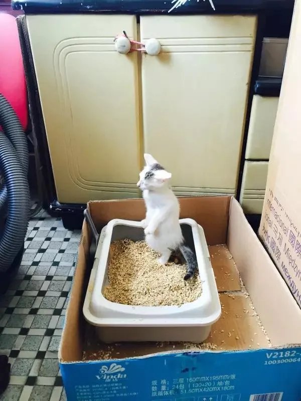 你家的猫做过哪些不可思议的事?