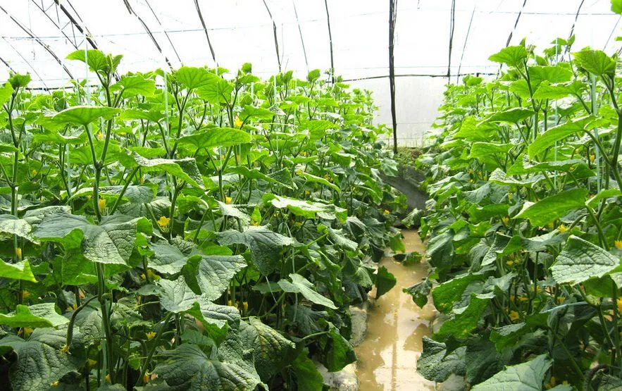 大棚蔬菜种植技术大全的简介
