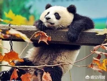 被染色成熊猫的狗,真的更“可爱”吗?