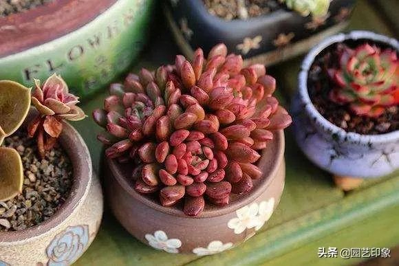 给多肉浇水的秘诀是什么?