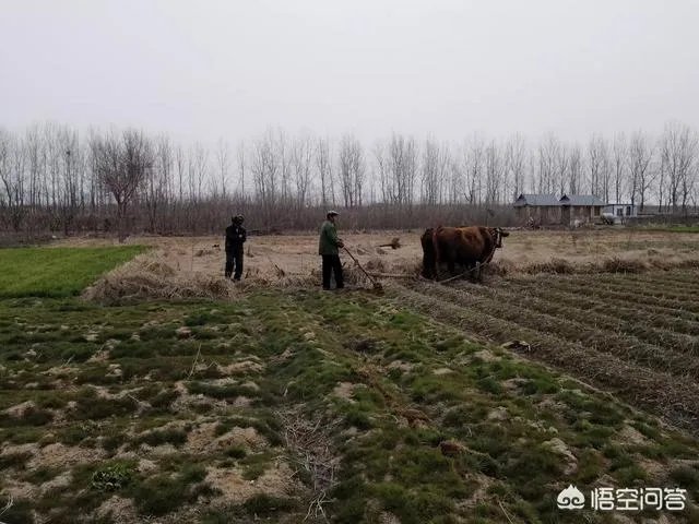 农村耕地出租多少钱一亩?直补归谁?